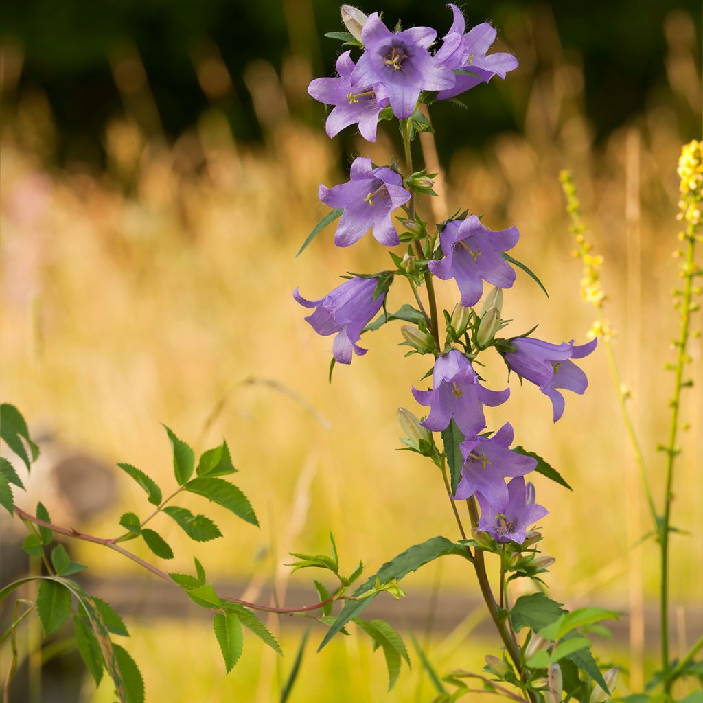 Campanula persicifolia - Prachtklokje