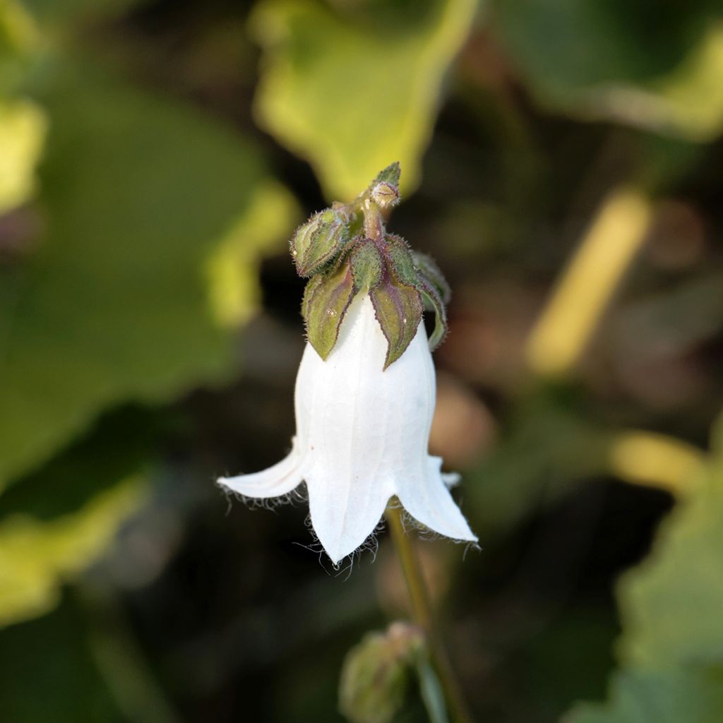 Campanula alliariifolia - Klokje