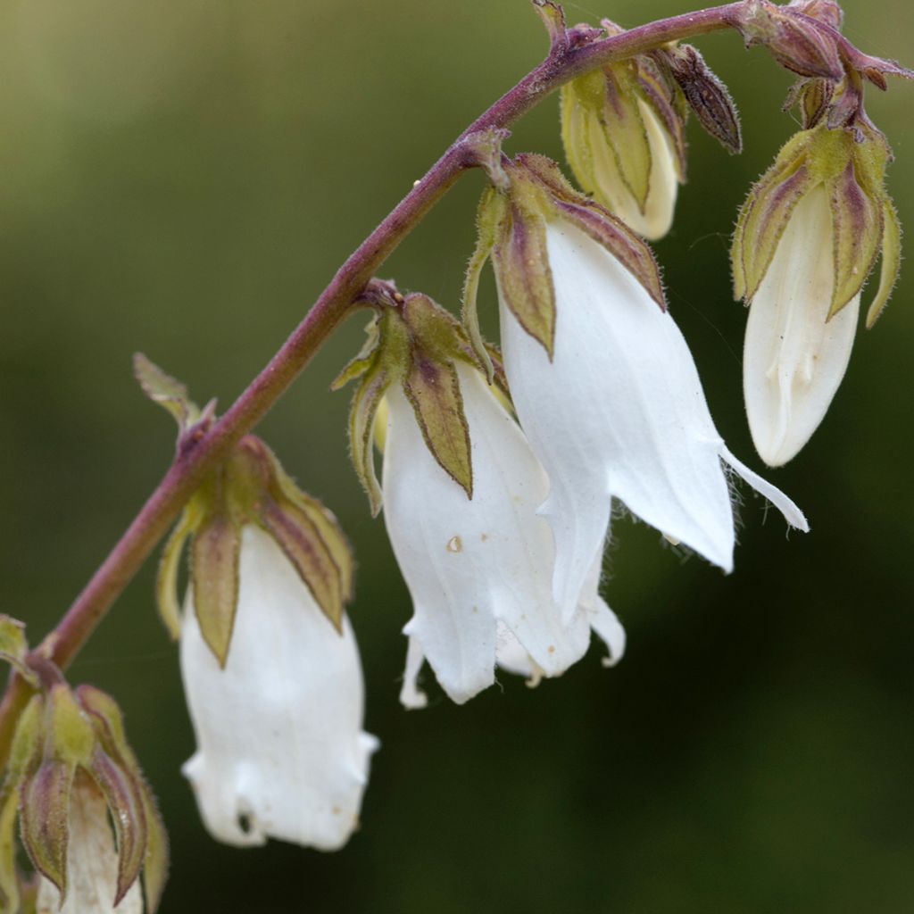 Campanula alliariifolia - Klokje