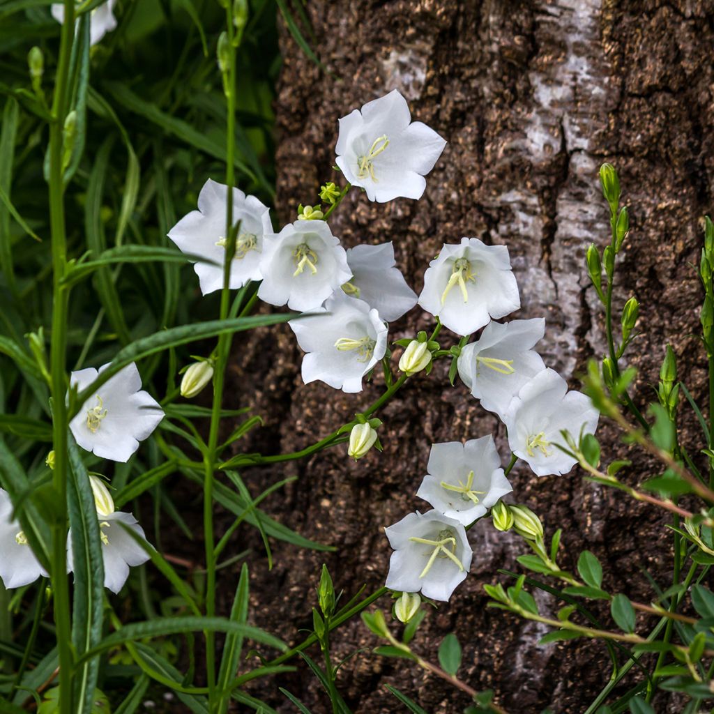 Campanula carpatica Alba - Karpatenklokje wit