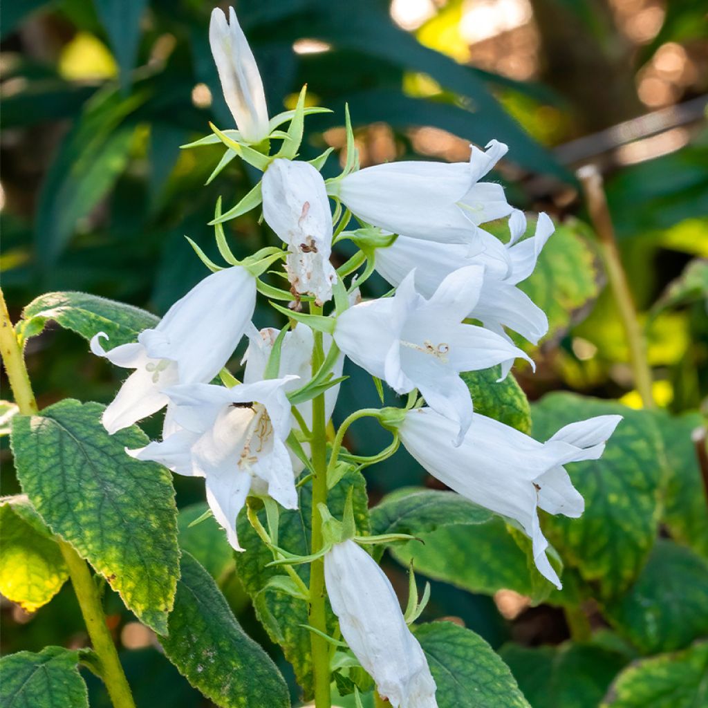Campanula latifolia var. macrantha alba - Breed klokje wit