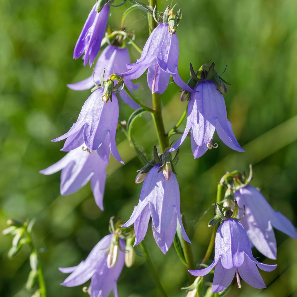 Campanula latifolia var. macrantha - Breed klokje