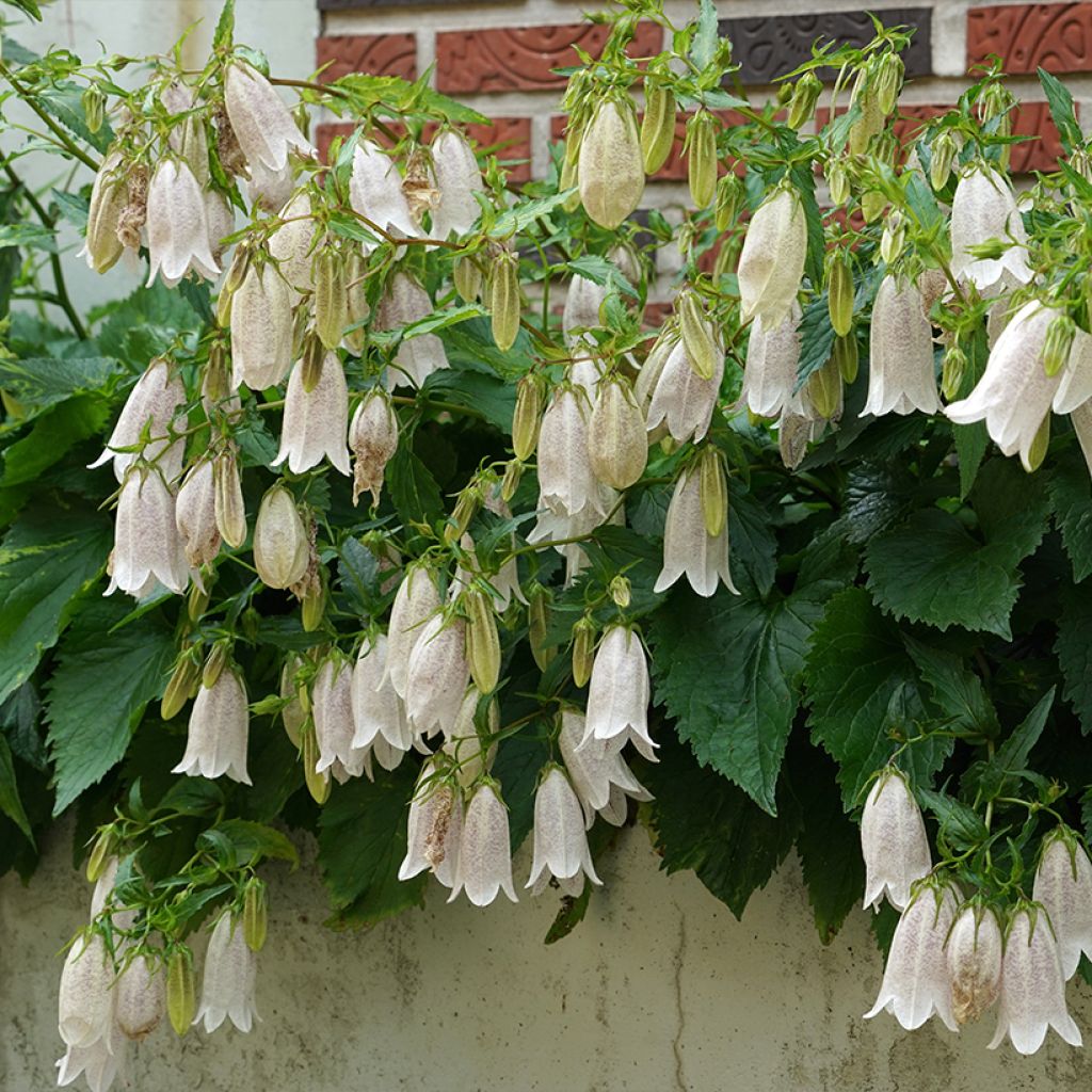 Campanula takesimana - Koreaans klokje