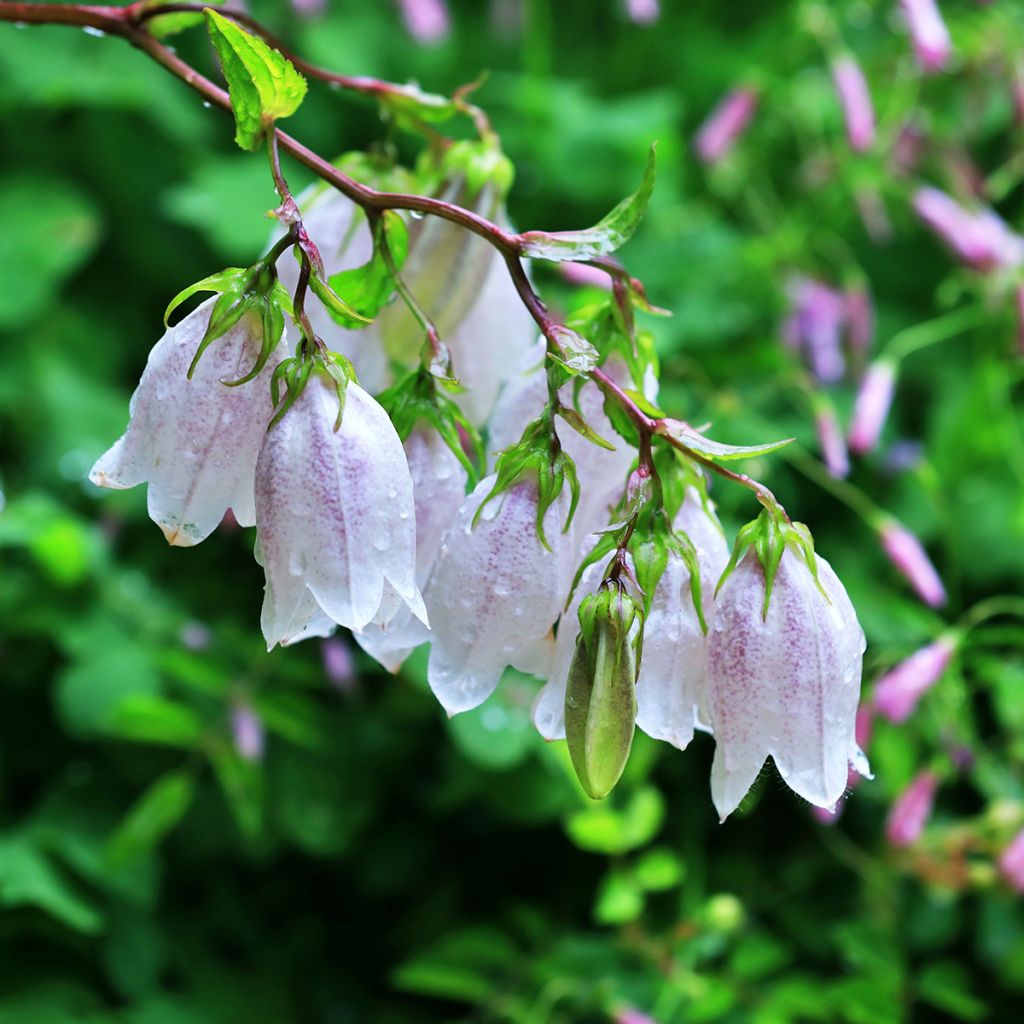 Campanula takesimana - Koreaans klokje