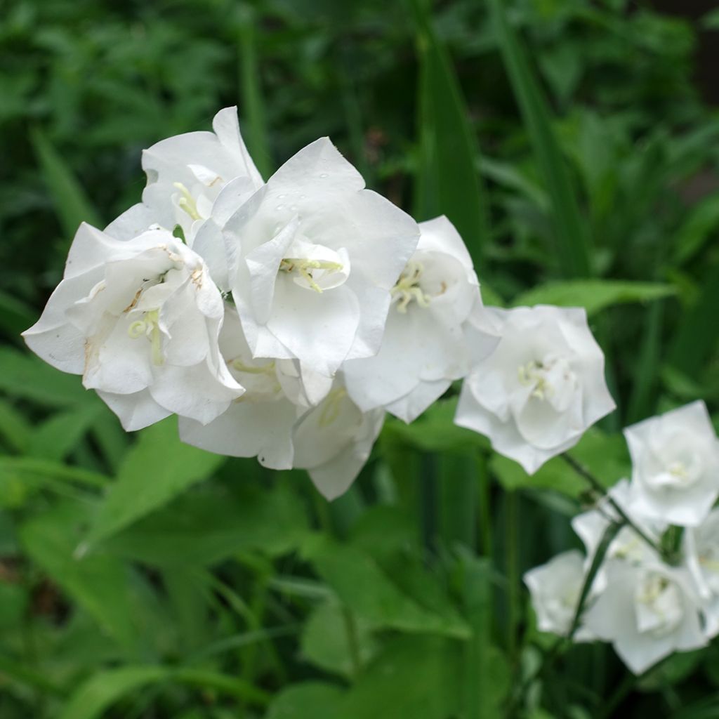 Campanula persicifolia La Bonne Amie - Prachtklokje