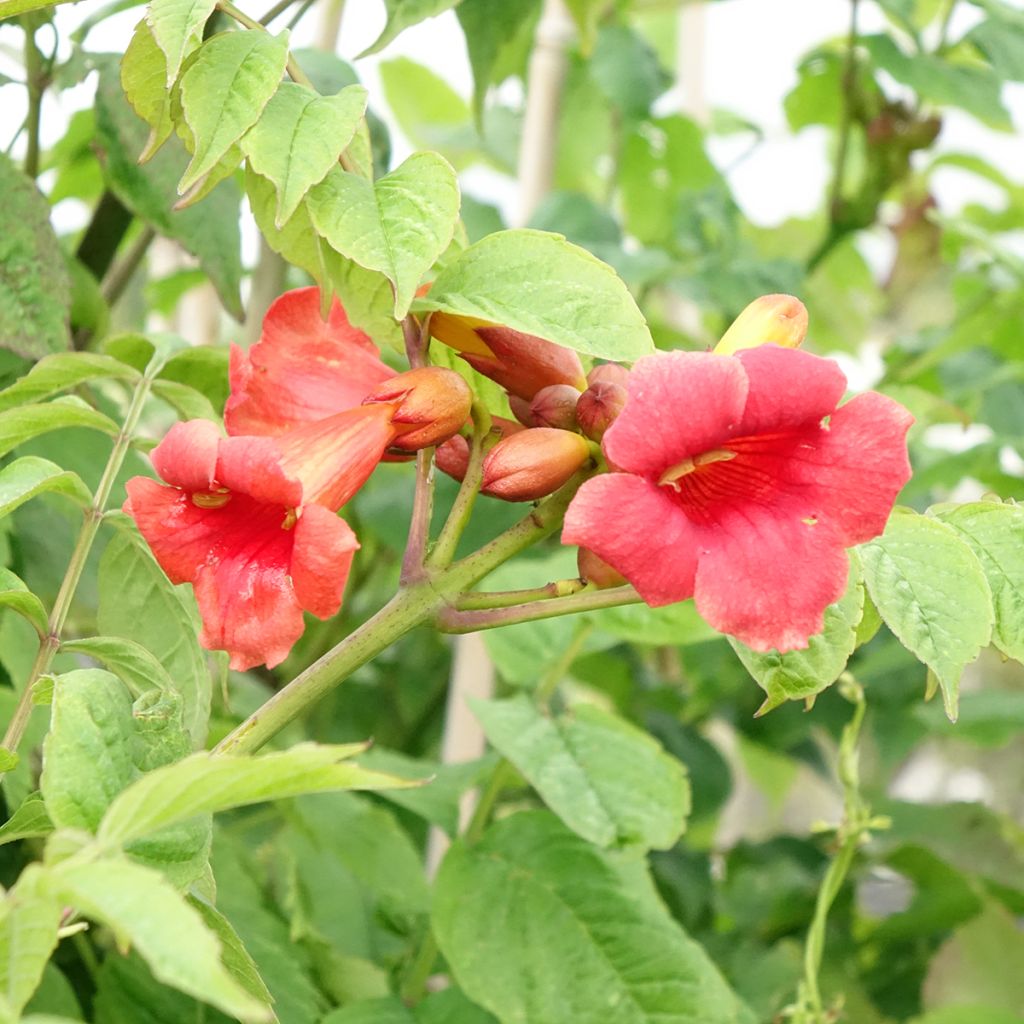 Campsis radicans Stromboli - Trompetklimmer