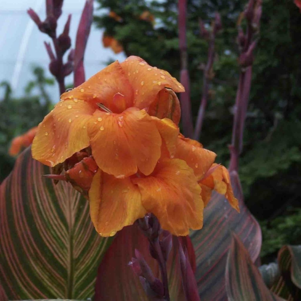 Canna Durban - Indisch bloemriet