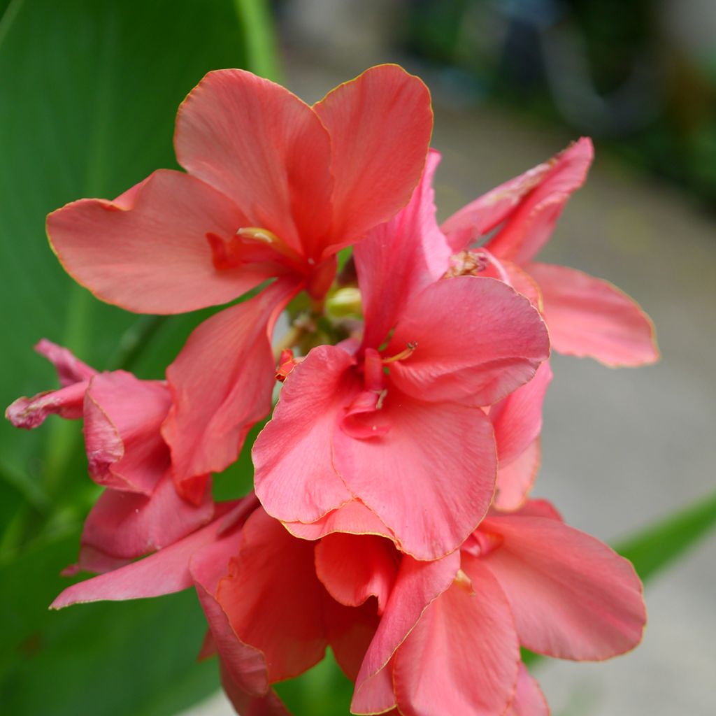 Canna Pink Beauty - Dwerg indisch bloemriet
