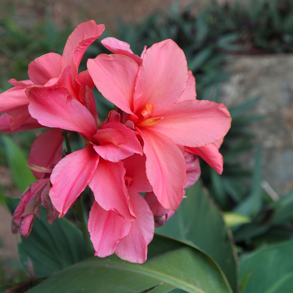 Canna Empire - Indisch bloemriet