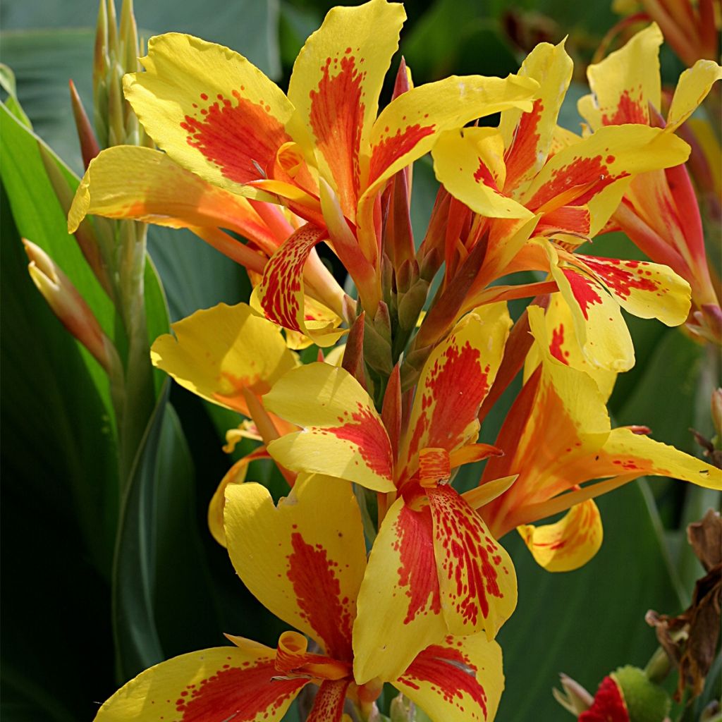 Canna Queen Charlotte - Indisch bloemriet