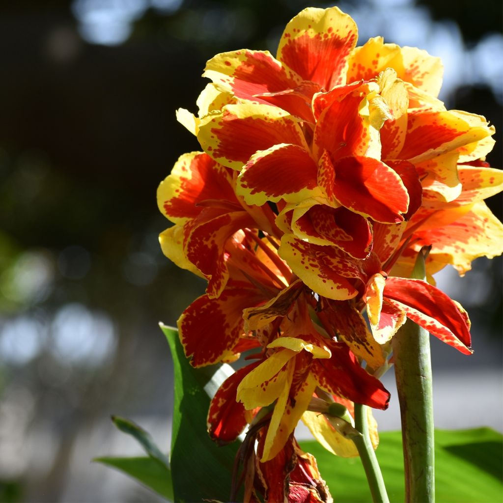Canna Queen Charlotte - Indisch bloemriet