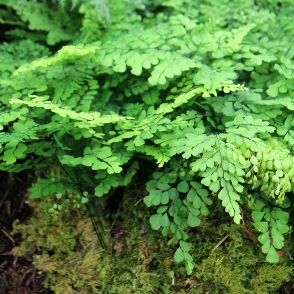 Adiantum venustum - Venushaar