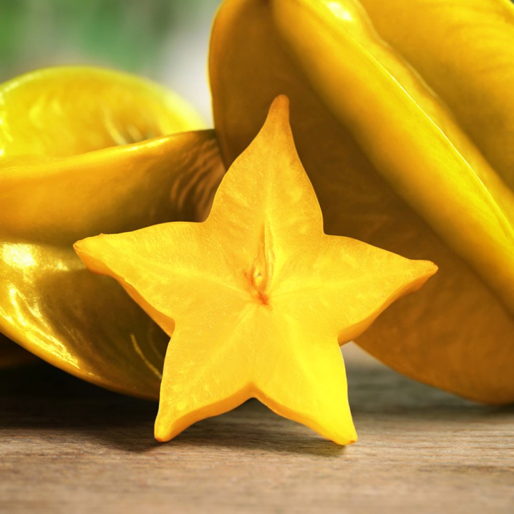 Stervrucht - Averrhoa carambola Arkin