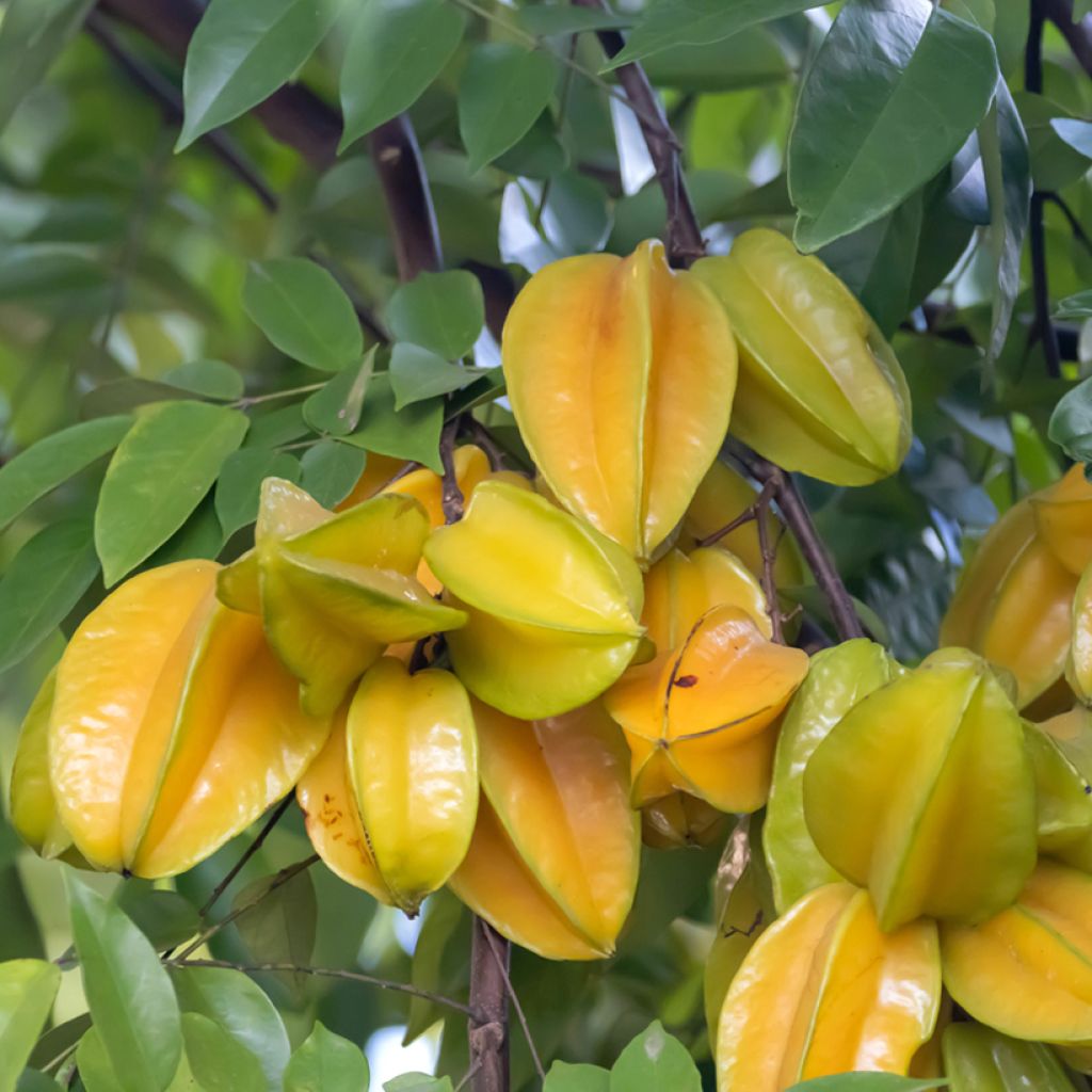 Stervrucht - Averrhoa carambola Arkin