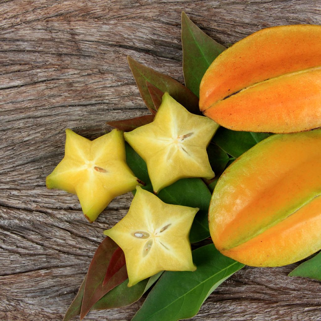 Stervrucht - Averrhoa carambola Arkin