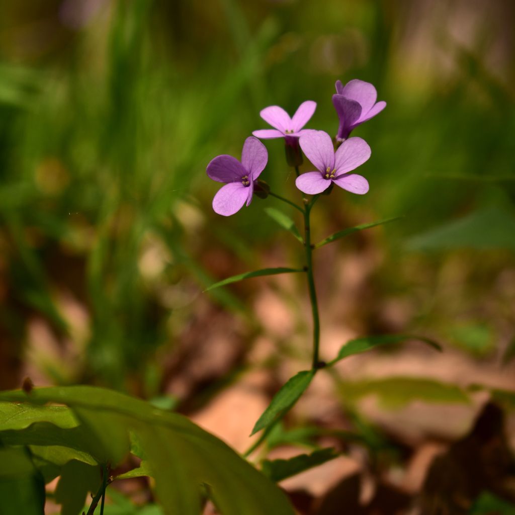 Cardamine bulbifera - Bolletjeskers