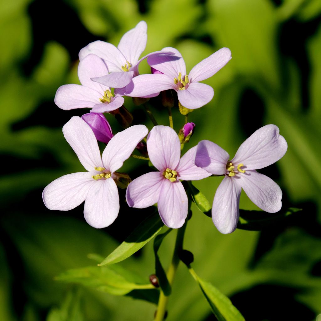 Cardamine bulbifera - Bolletjeskers