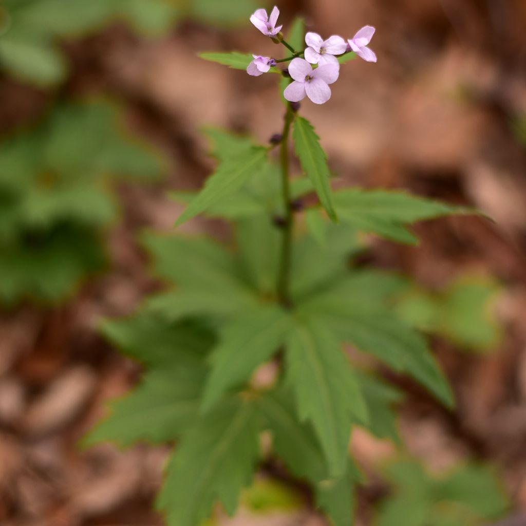 Cardamine bulbifera - Bolletjeskers