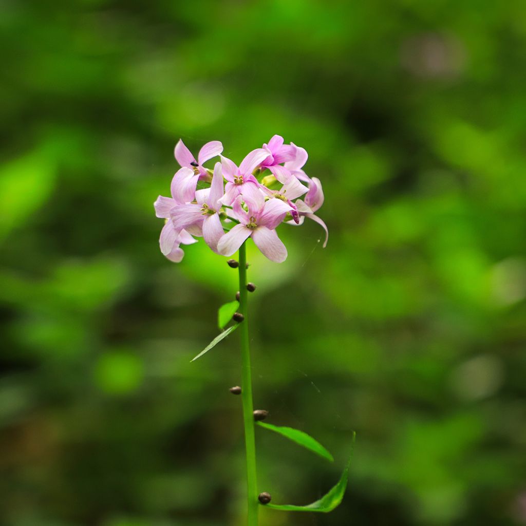 Cardamine bulbifera - Bolletjeskers