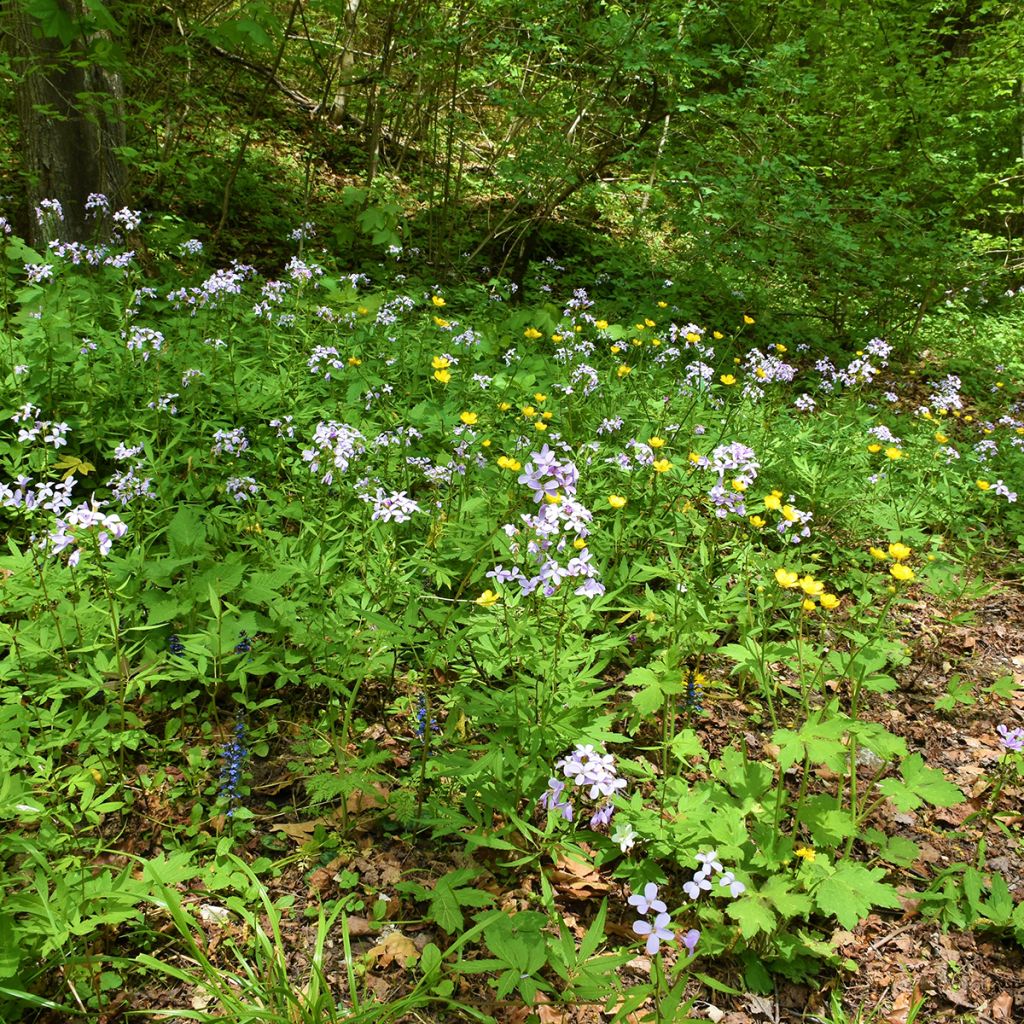 Cardamine bulbifera - Bolletjeskers