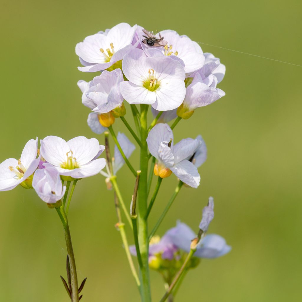 Cardamine pratensis - Pinksterbloem