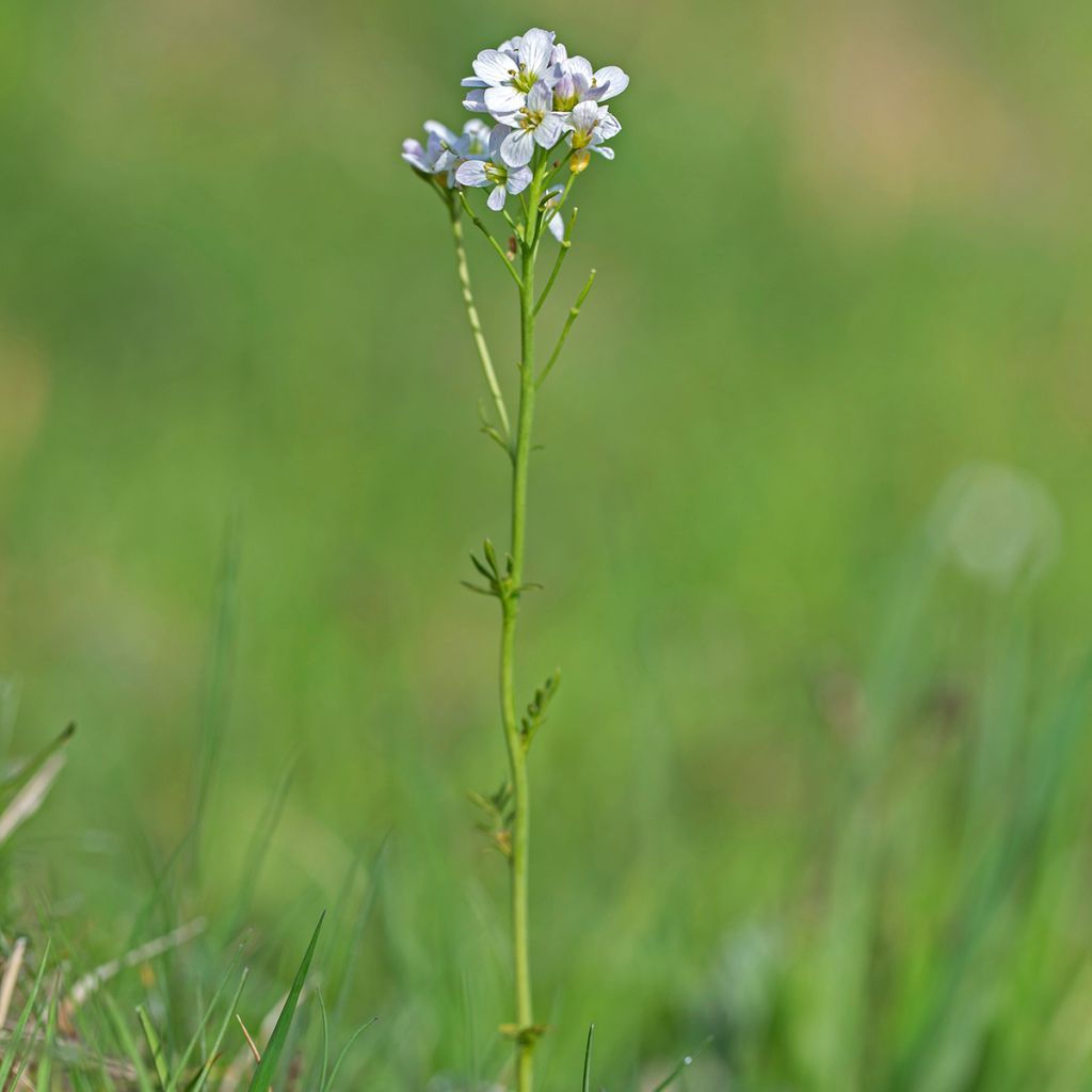 Cardamine pratensis - Pinksterbloem