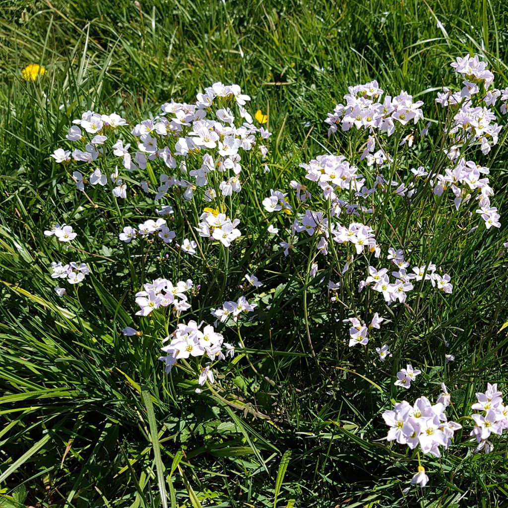 Cardamine pratensis - Pinksterbloem