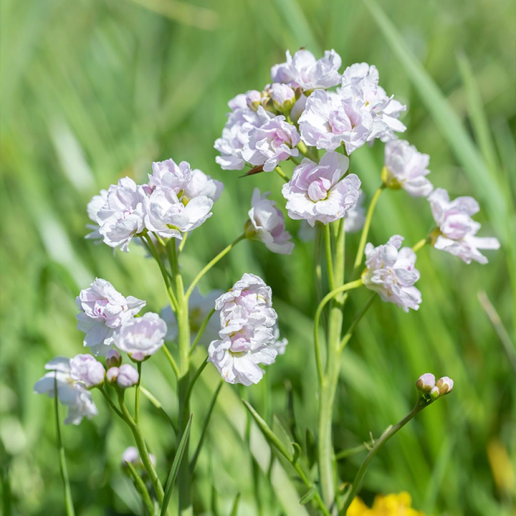Cardamine pratensis Flore Pleno - Pinksterbloem