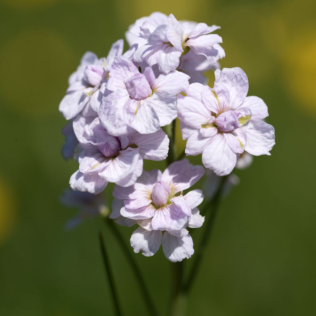 Cardamine pratensis Flore Pleno - Pinksterbloem