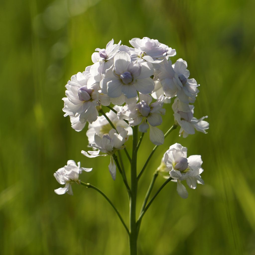 Cardamine pratensis Flore Pleno - Pinksterbloem