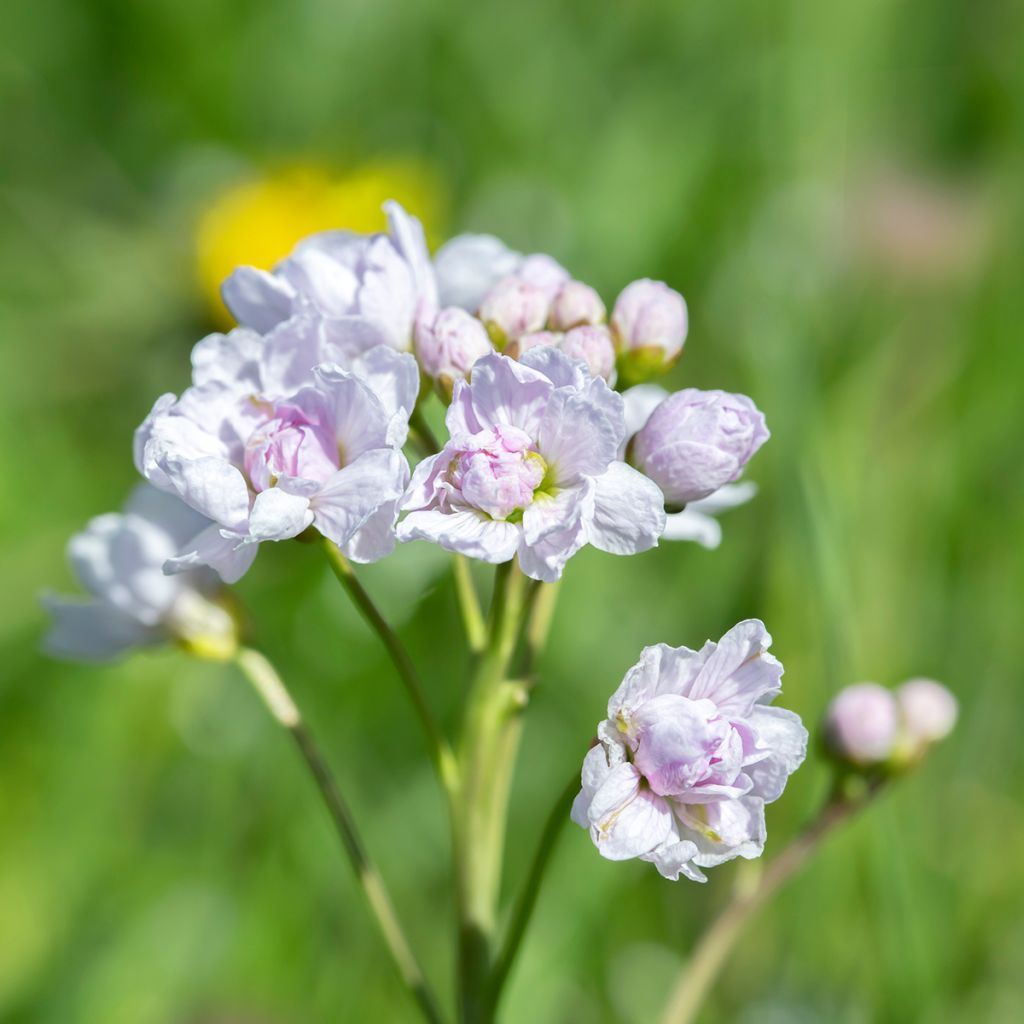 Cardamine pratensis Flore Pleno - Pinksterbloem