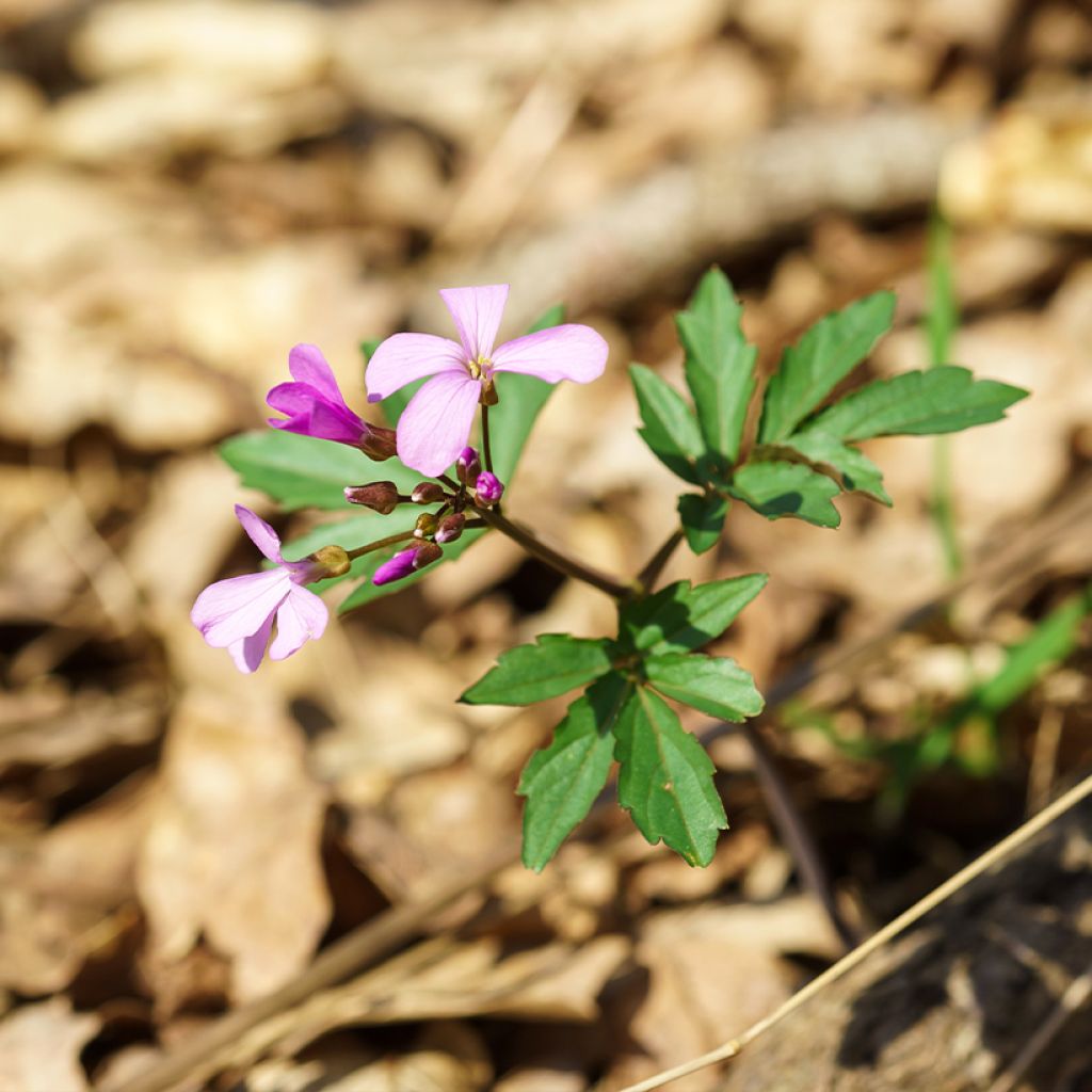 Cardamine quinquefolia - Veldkers