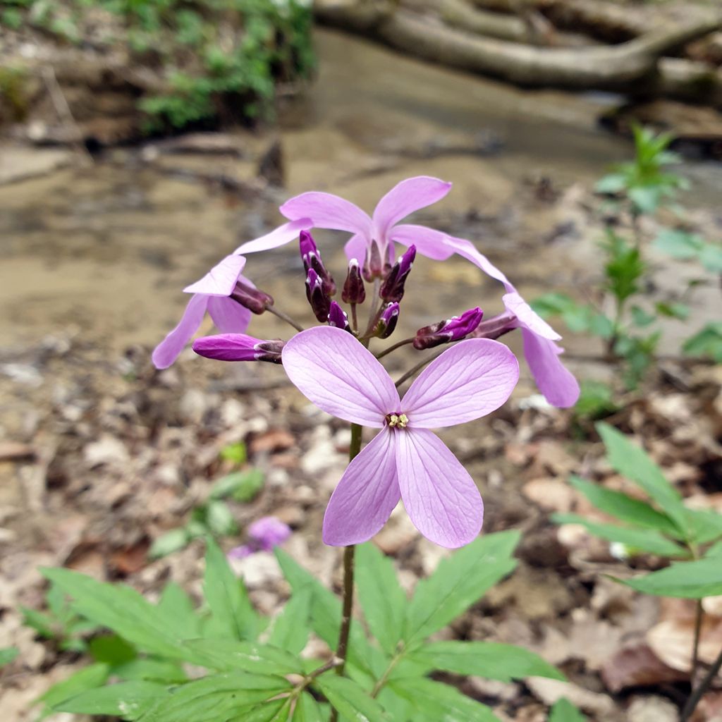 Cardamine quinquefolia - Veldkers
