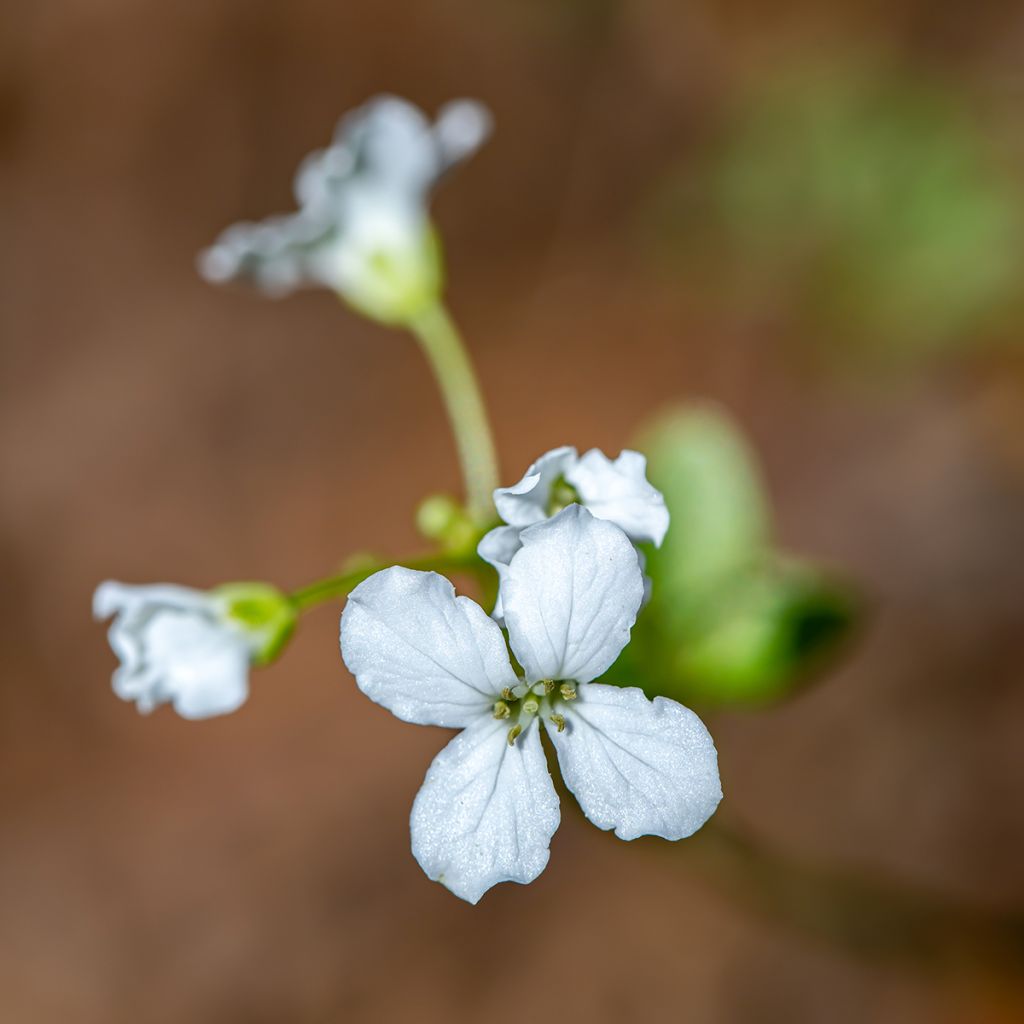 Cardamine trifolia - Veldkers