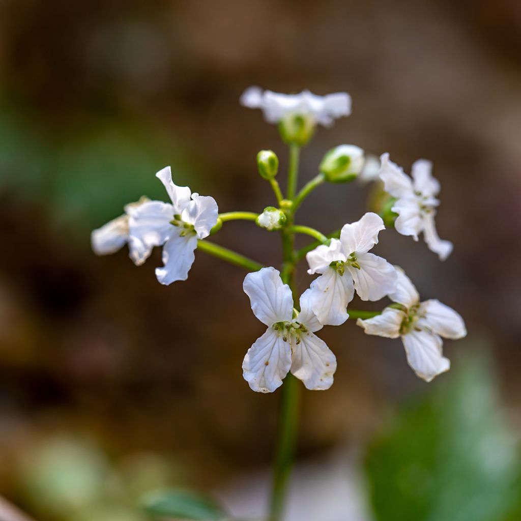 Cardamine trifolia - Veldkers