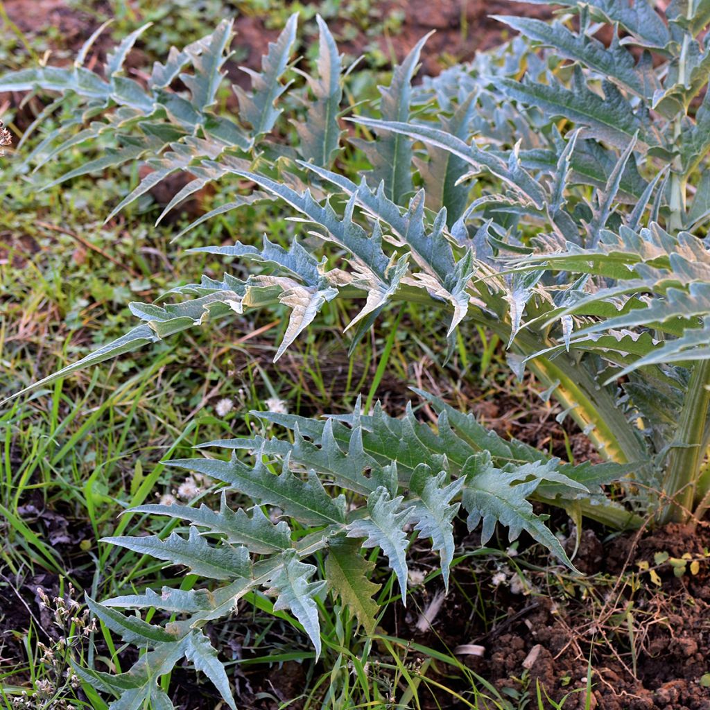Kardoen Rouge d'Alger