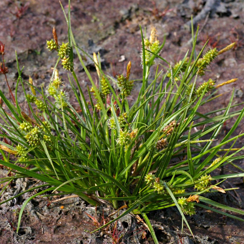 Carex atrata - Laîche des montagnes
