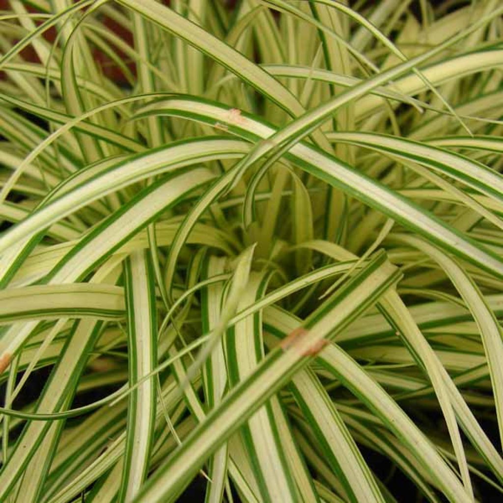 Carex oshimensis Evergold - Japanse zegge
