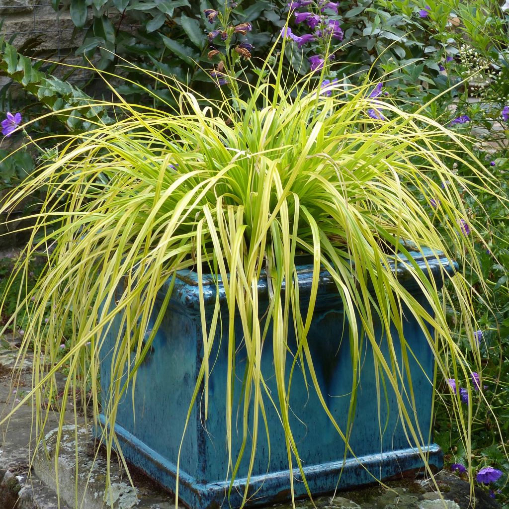 Carex oshimensis Everillo - Japanse zegge