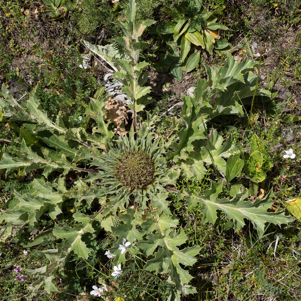 Carlina acanthifolia - Driedistel