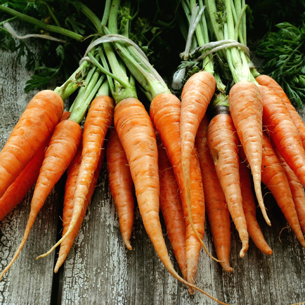 Wortel Juwarot (Flakkee-type) (zaad - gepilleerd)