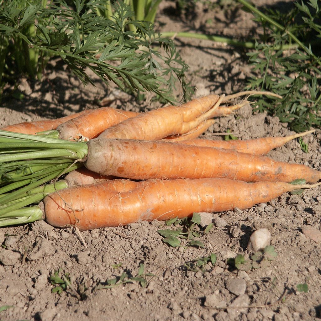 Wortel Verbeterde Nantaise
