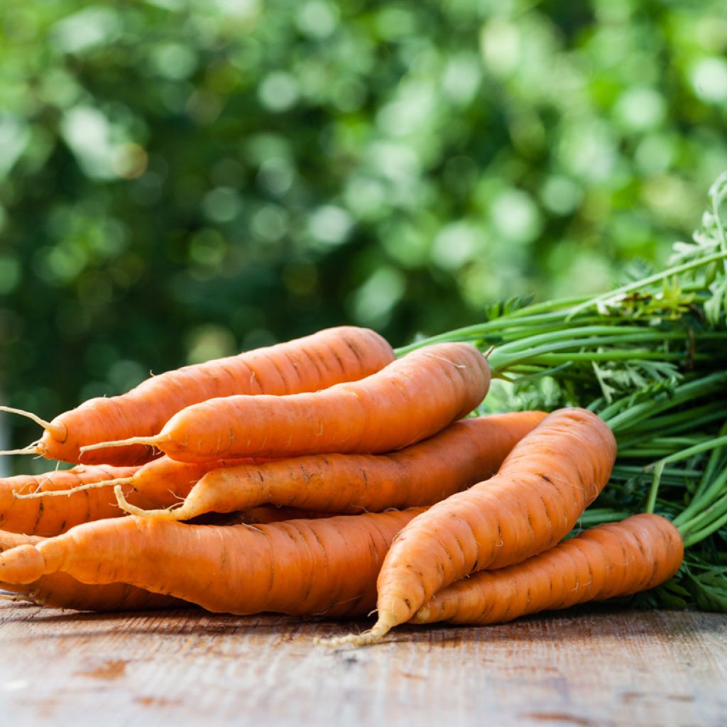 Wortel Primo