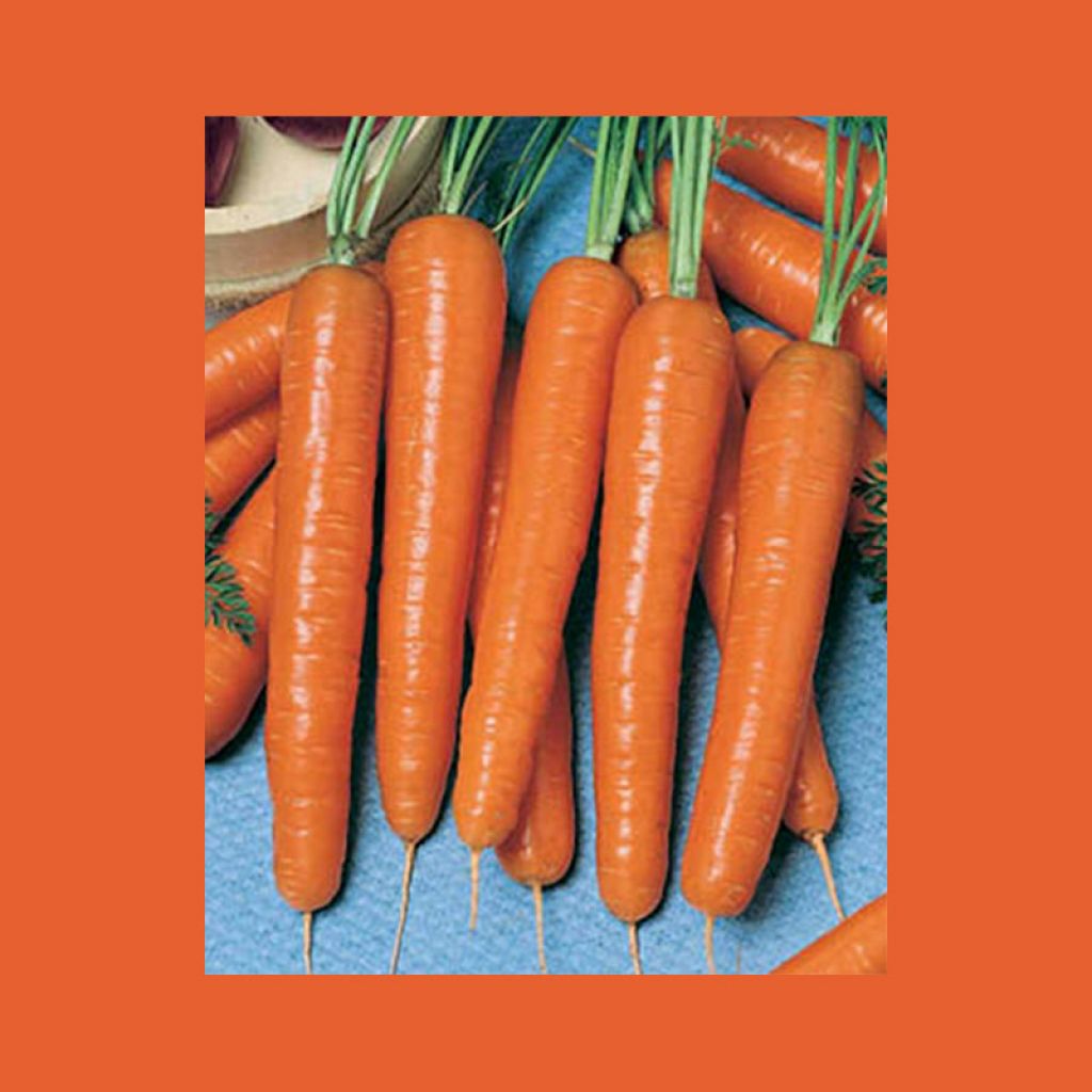 Carotte Valor F1 - Daucus carota
