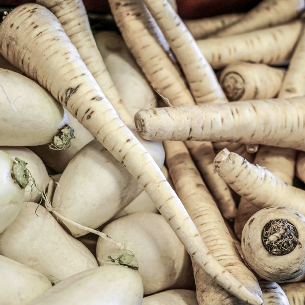 Wortel White Satin F1 (zaad)