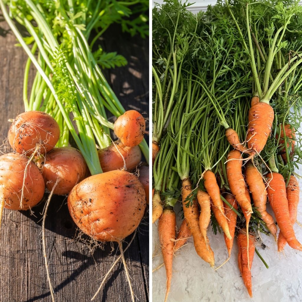 Wortel van Parijse Markt 3 + wortel Nantaise 2 BIO - Ferme de Sainte Marthe - Mix