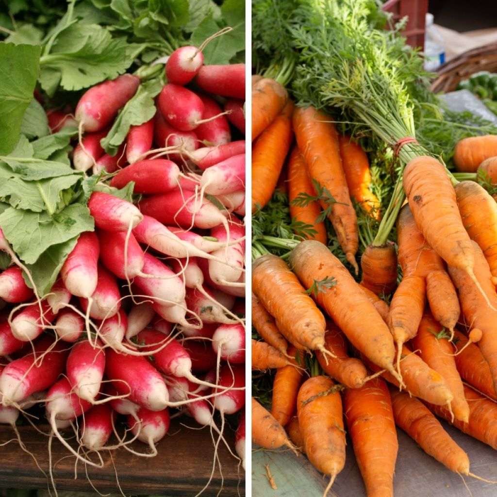 Wortel en radijs mengsel (Wortel Nantaise 2 - Radijs van 18 dagen) - Biologisch - Ferme de Sainte Marthe