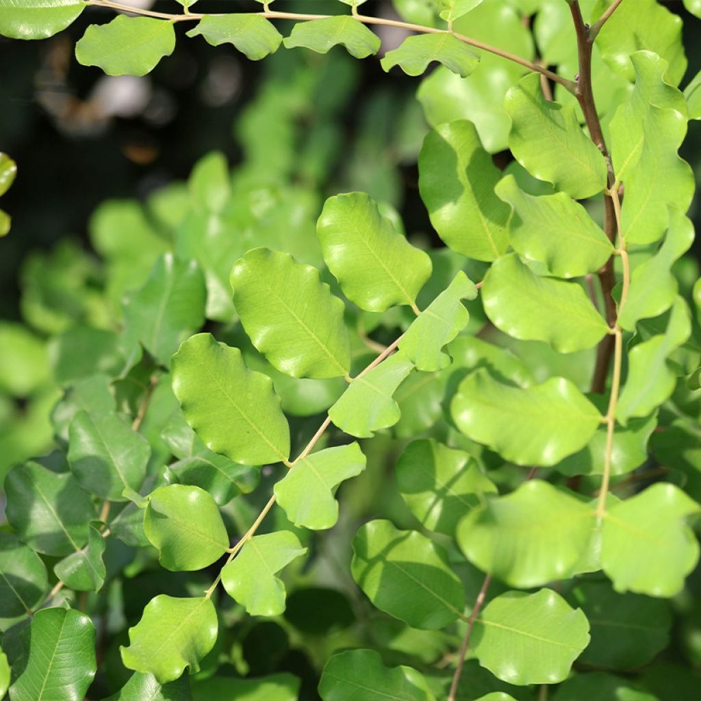 Ceratonia siliqua - Johannesbroodboom