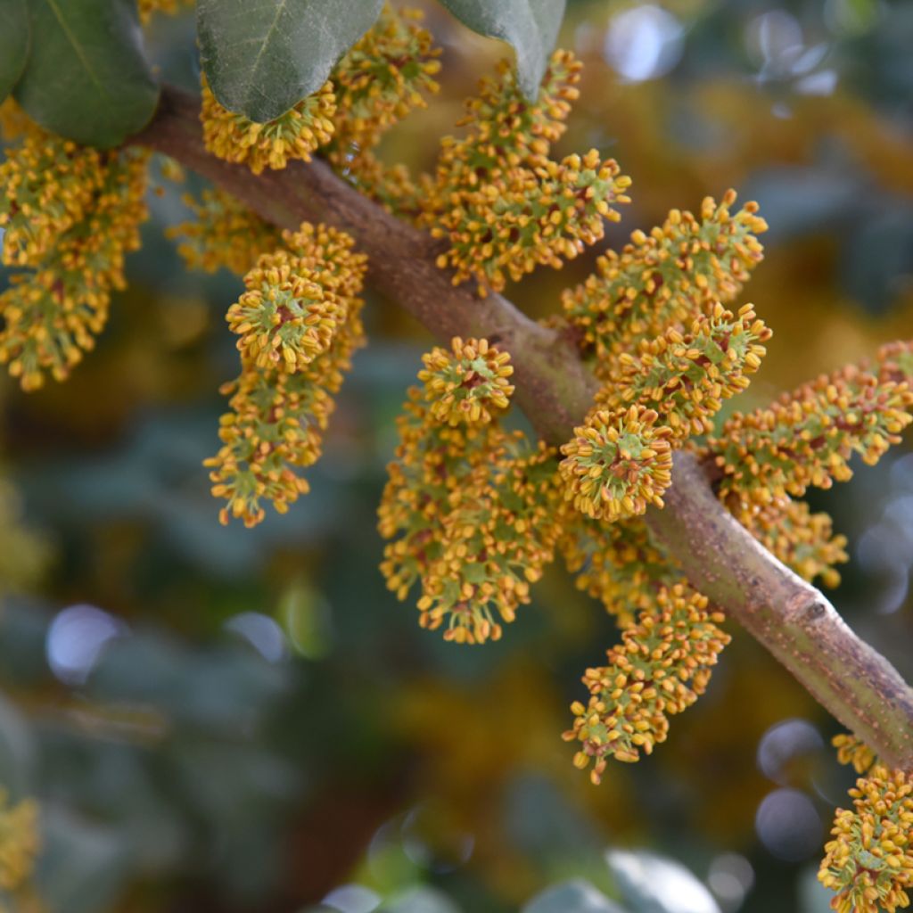 Ceratonia siliqua - Johannesbroodboom