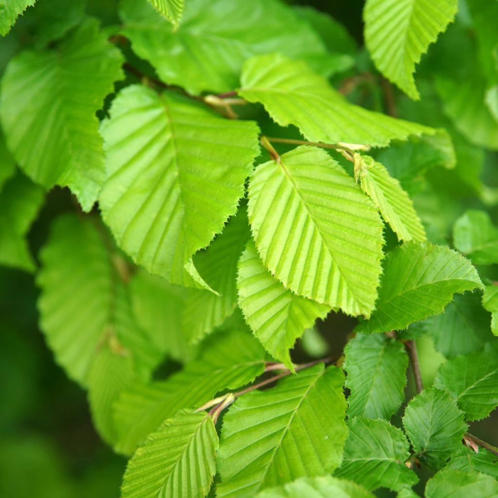 Carpinus betulus Fastigiata - Haagbeuk